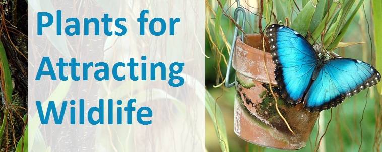 Plants for Attracting Wildlife 1